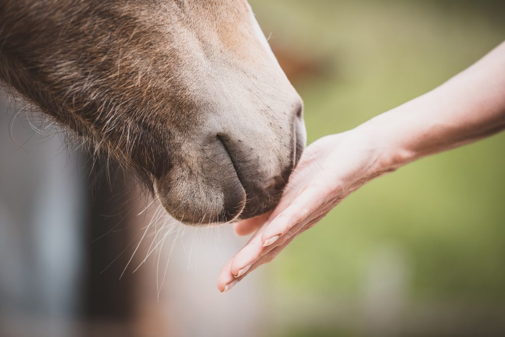 Therapie mit Pferden