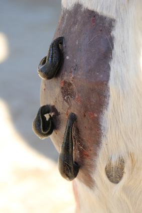 blutegel therapiebei pferden