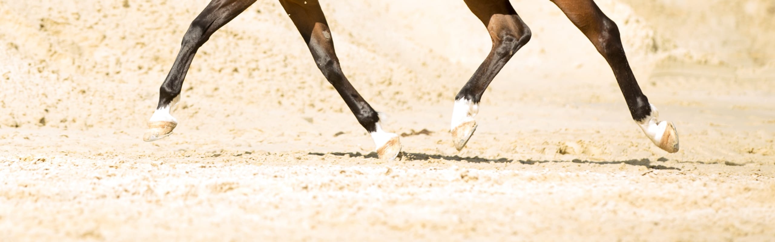 pferd-beim-traben-durch-den-sand pferd beim traben durch den sand