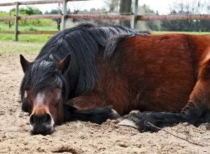 Pferd schlafend 